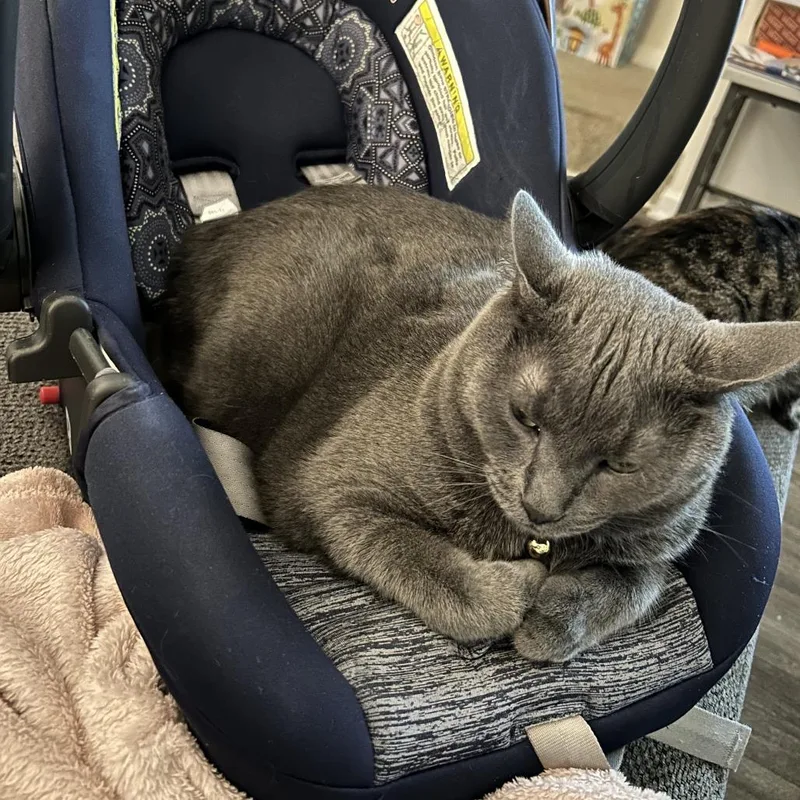 An adult large-sized male Gray / Blue / Silver Domestic Short Hair cat named Pacha for adoption in Hendersonville, NC