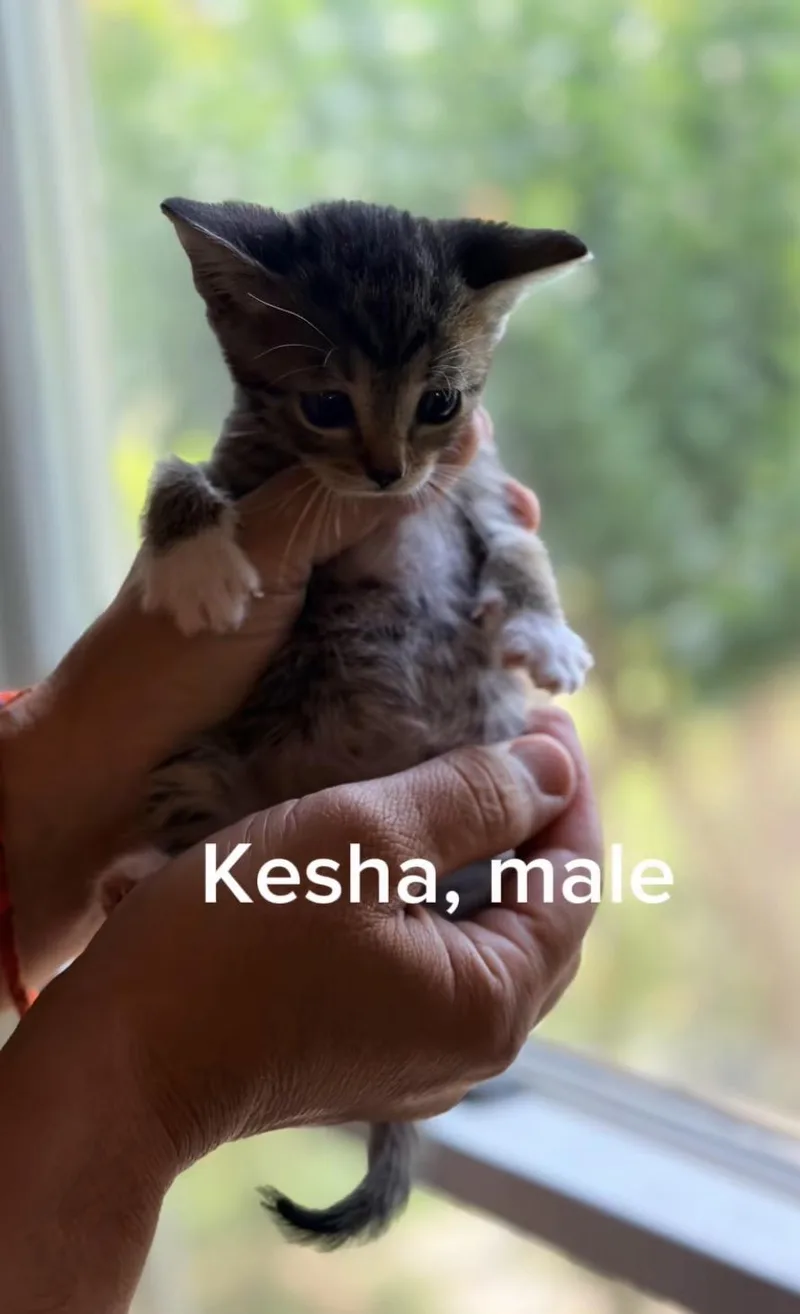 Kesha