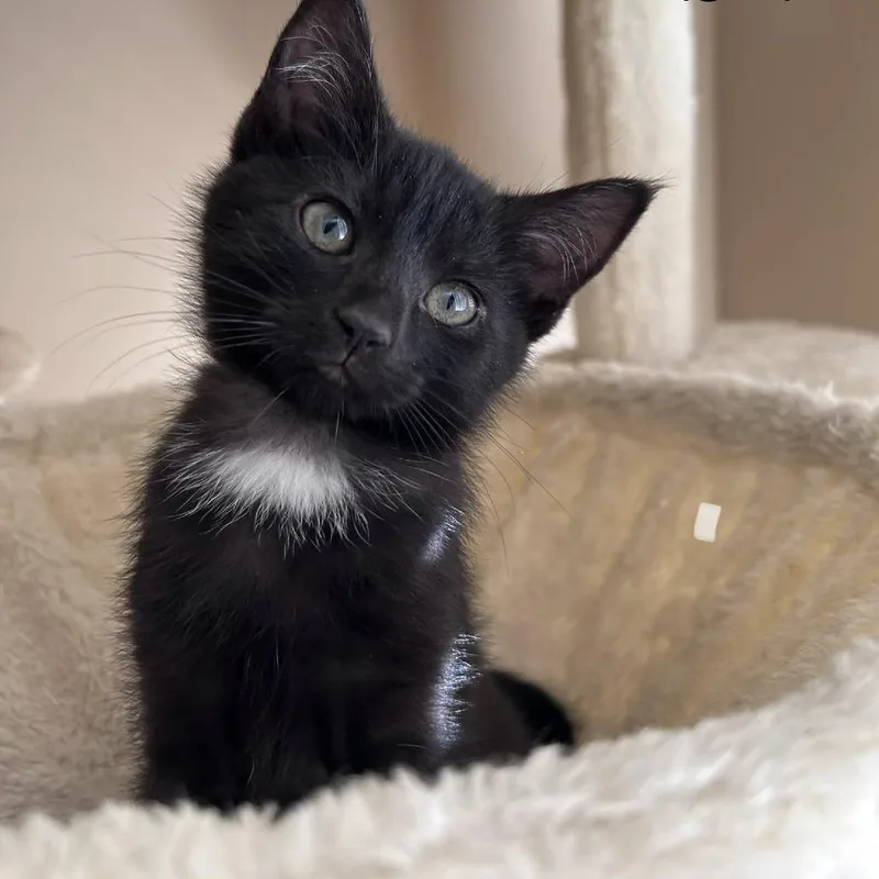 A baby small-sized female Domestic Short Hair cat named Concrete "Connie" for adoption in Delaware, OH