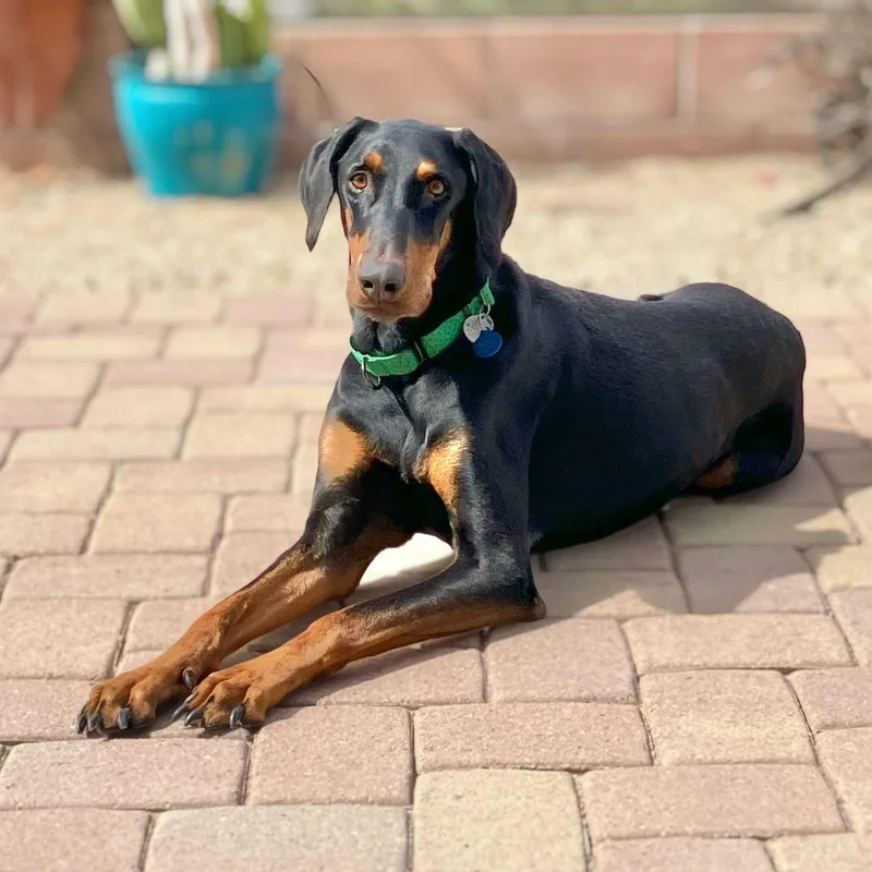 An adult large-sized male Black Doberman Pinscher dog named Tuckerr for adoption in Phoenix, AZ
