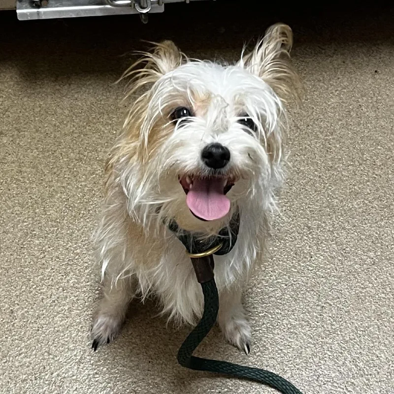 An adult small-sized female White / Cream Mixed Breed dog named Itty Bitty for adoption in Chattanooga, TN