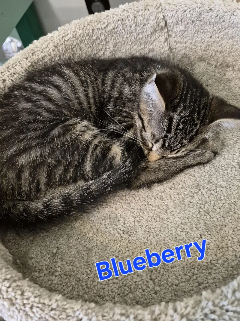 A baby small-sized male Domestic Short Hair cat named Blueberry for adoption in Lynchburg, TN