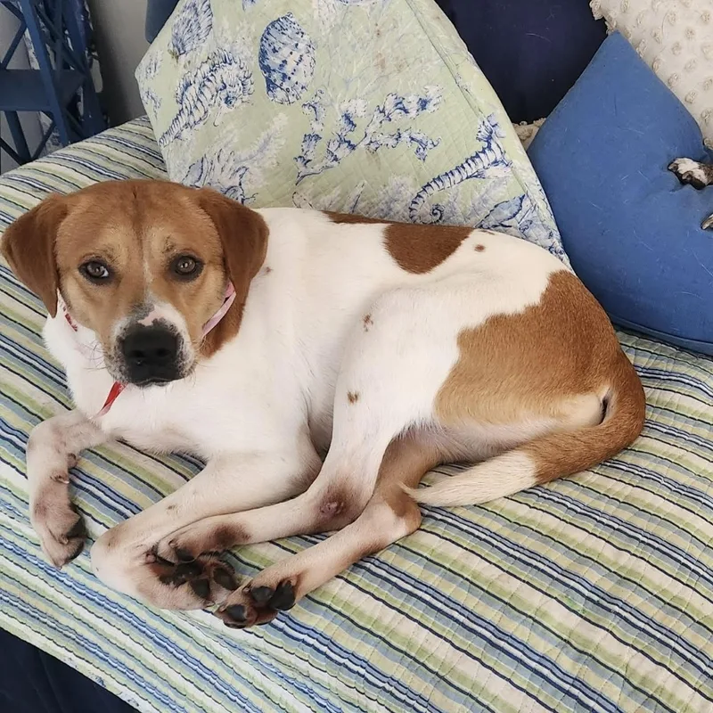 Daisy Mae thumbnail 3