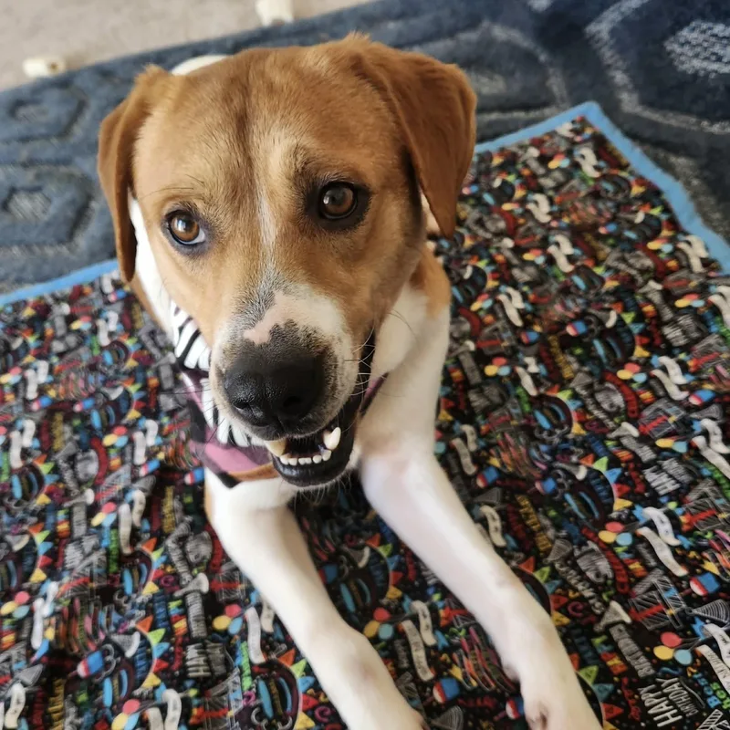 Daisy Mae thumbnail 4