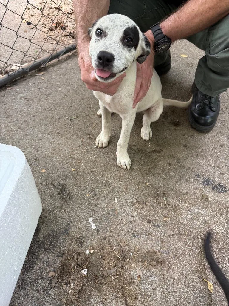 A baby small-sized male Mixed Breed dog named #6 for adoption in Columbia, TN