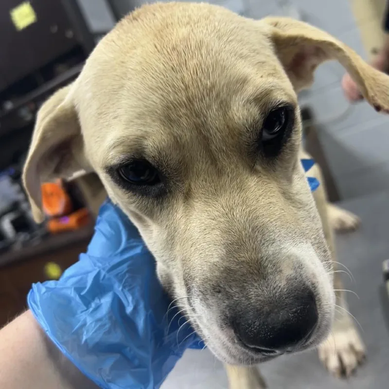 A young medium-sized female Yellow / Tan / Blond / Fawn Mixed Breed dog named Tisha for adoption in Summerville, SC