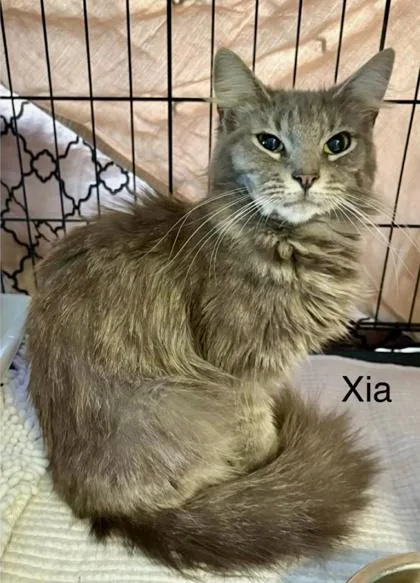 Xia