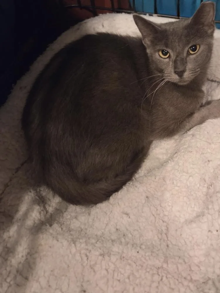 An adult medium-sized male Domestic Short Hair cat named Dreamboat for adoption in Dallas, TX