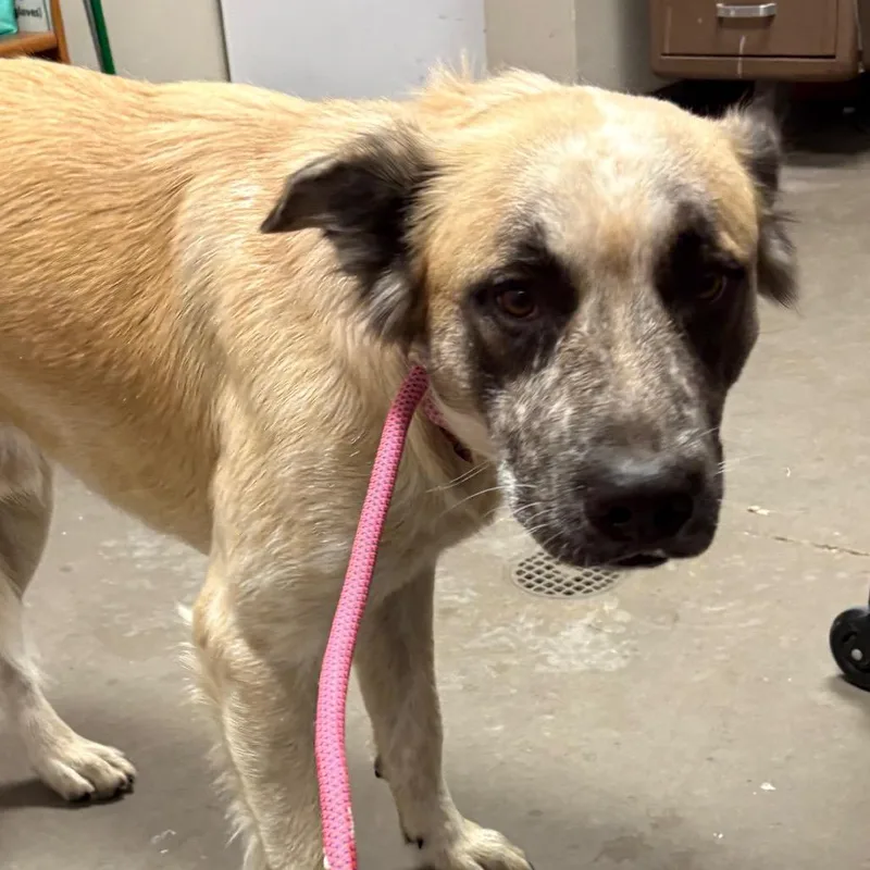 An adult large-sized male Brown / Chocolate Shepherd dog named Monterey Jack for adoption in Yuma, AZ