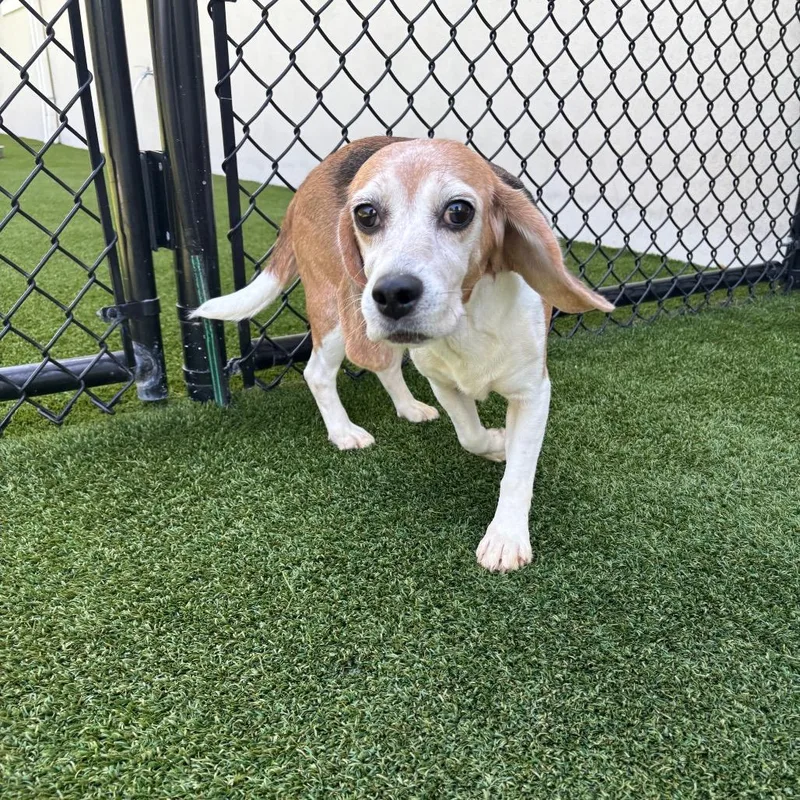 A senior small-sized female Yellow / Tan / Blond / Fawn Beagle dog named aka Milan for adoption in LOXAHATCHEE, FL