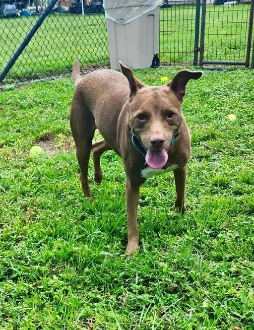 An adult medium-sized female Vizsla dog named Nala for adoption in Winter Haven, FL
