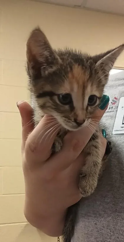 A baby small-sized female Domestic Short Hair cat named Kelli for adoption in Independence, MO