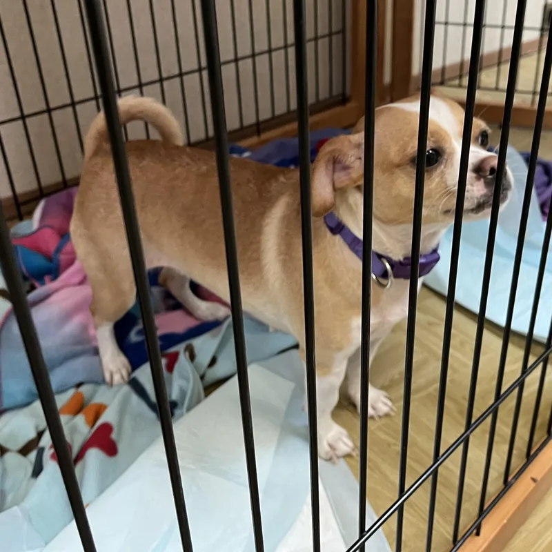An adult small-sized female Golden Chihuahua dog named Chee for adoption in Washington, PA