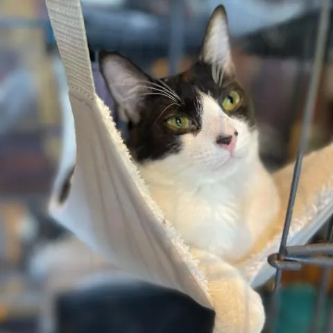 Boom Boom thumbnail 2