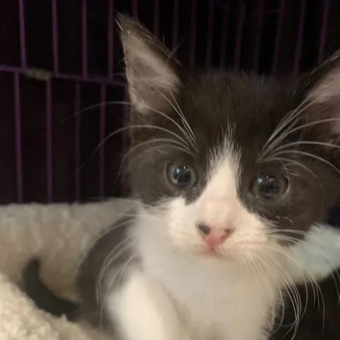 Boom Boom thumbnail 3