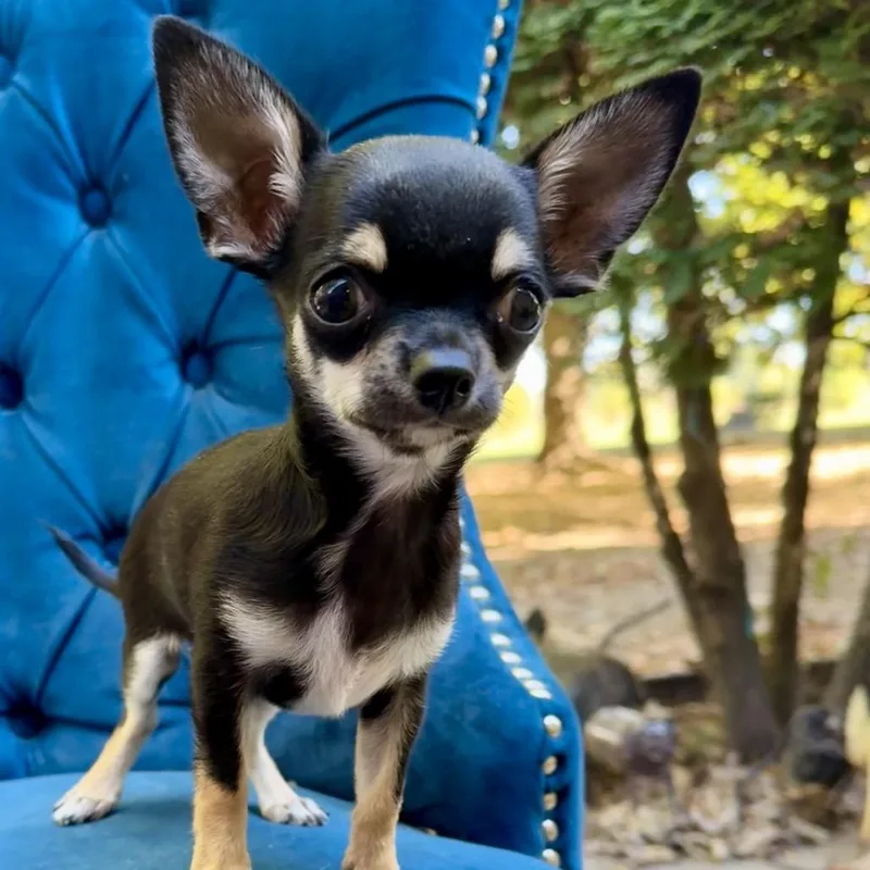 A baby small-sized male Chihuahua dog named Molasses for adoption in Zionsville, IN