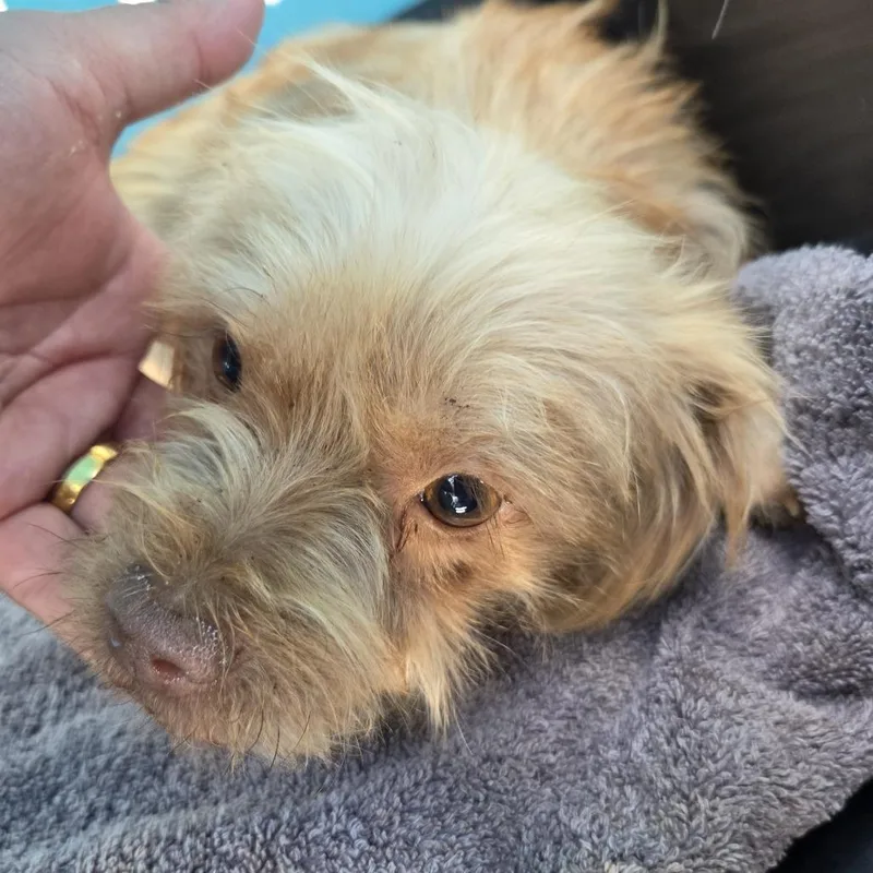 A young small-sized female Yellow / Tan / Blond / Fawn Mixed Breed dog named Dizzle for adoption in Leander, TX