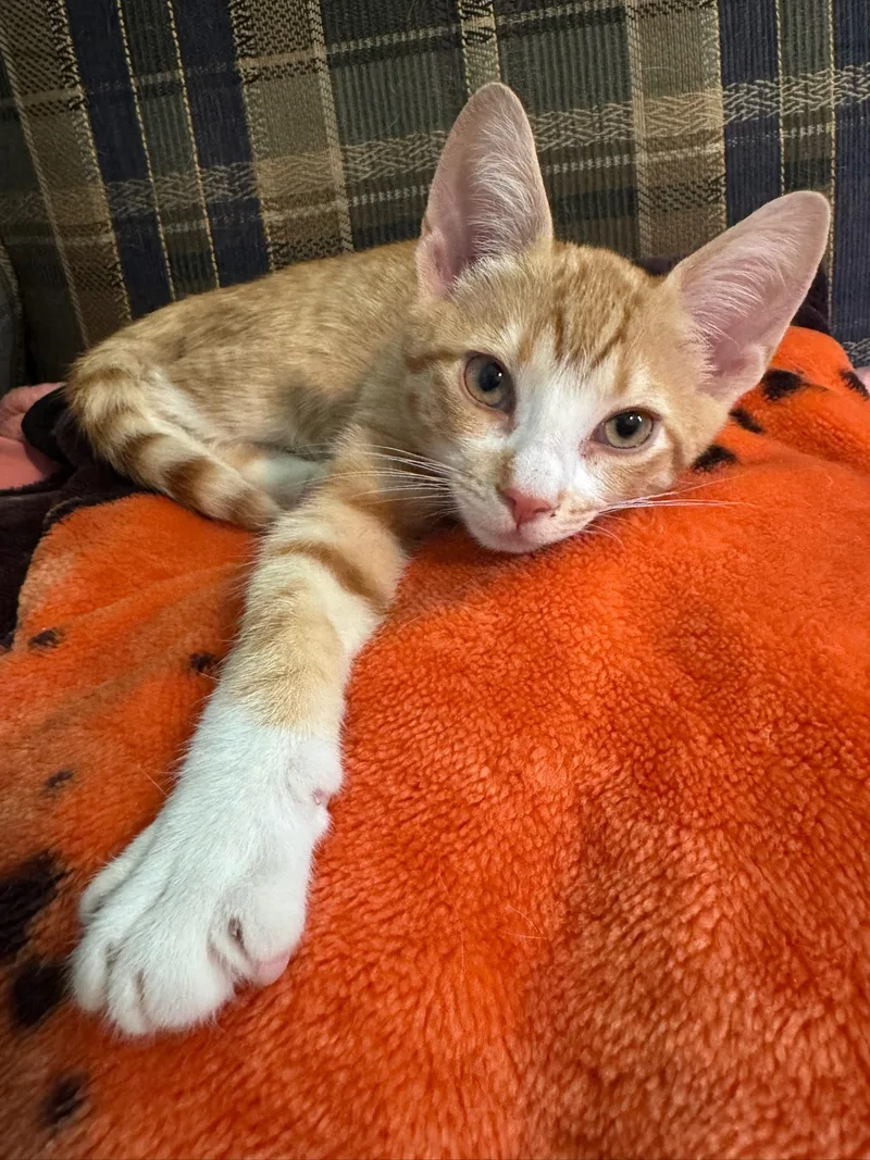 A baby small-sized male Orange & White Domestic Short Hair cat named Chippy Dippy for adoption in Hartville, OH