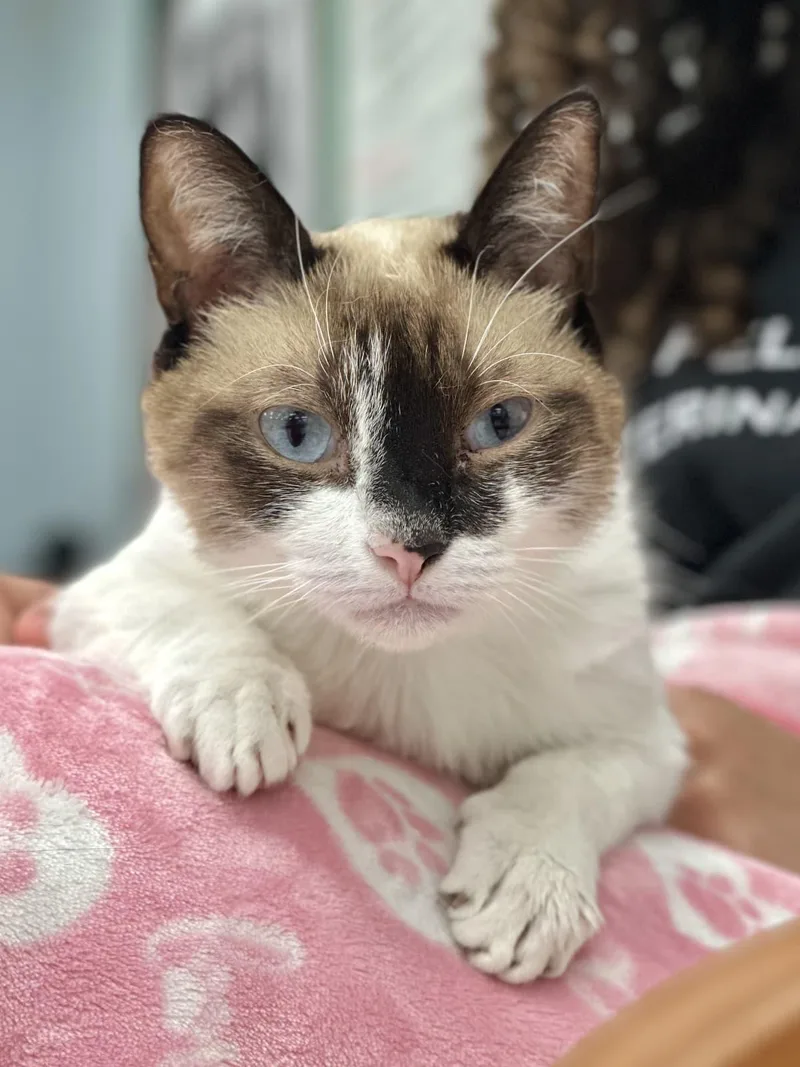 An adult large-sized female Seal Point Siamese cat named Biscayne for adoption in miami, FL