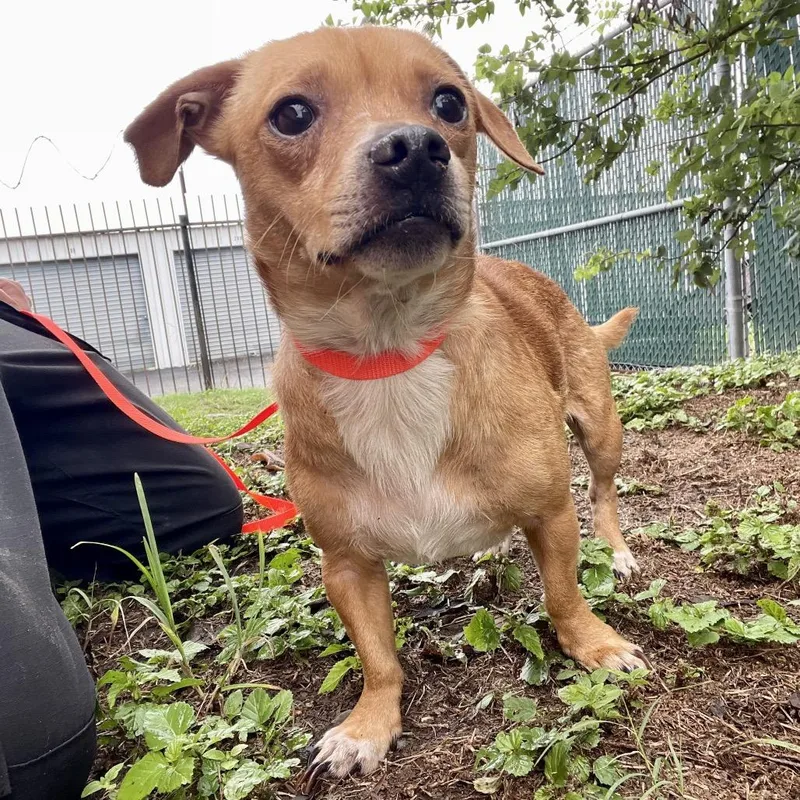 An adult small-sized male Brown / Chocolate Chihuahua dog named Percy for adoption in Wimberley, TX