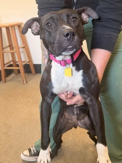 A young medium-sized female Black Pit Bull Terrier dog named Hershey for adoption in Cleveland, OH