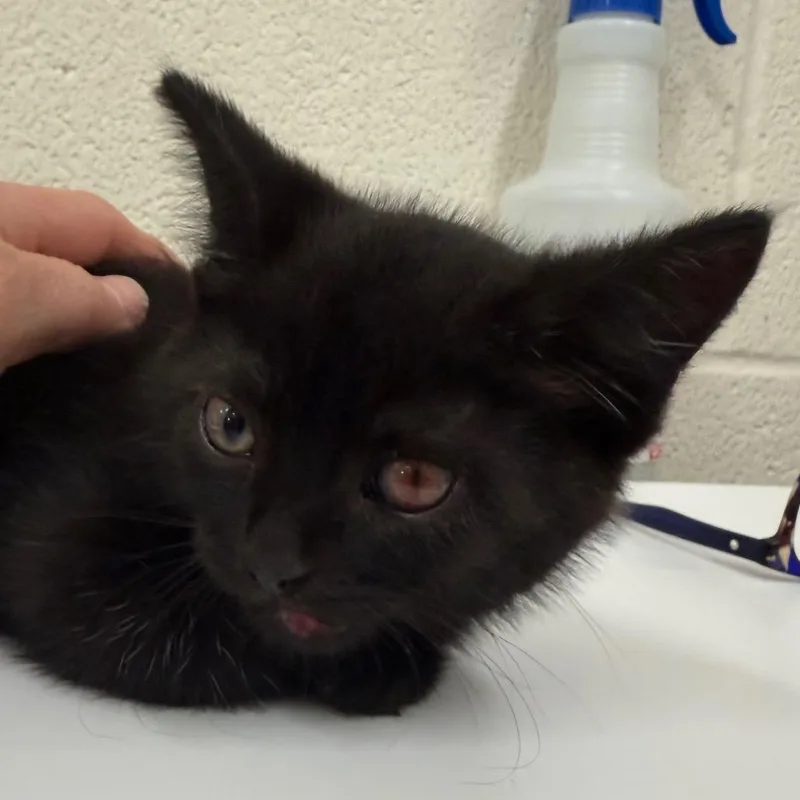A baby small-sized male Black Domestic Short Hair cat named Goober for adoption in Zanesville, OH