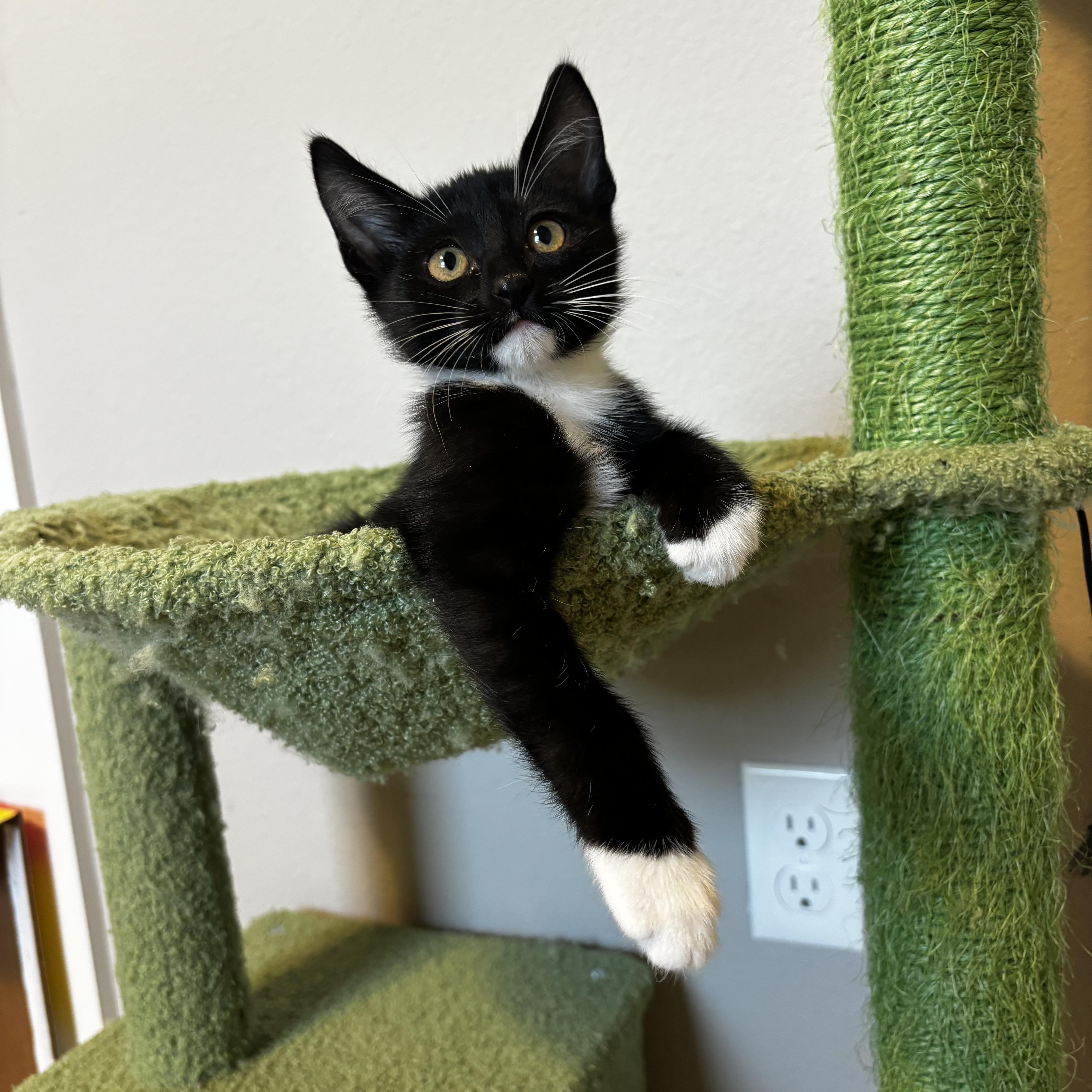 A baby small-sized male Domestic Short Hair cat named Gmc for adoption in Bentonville, AR