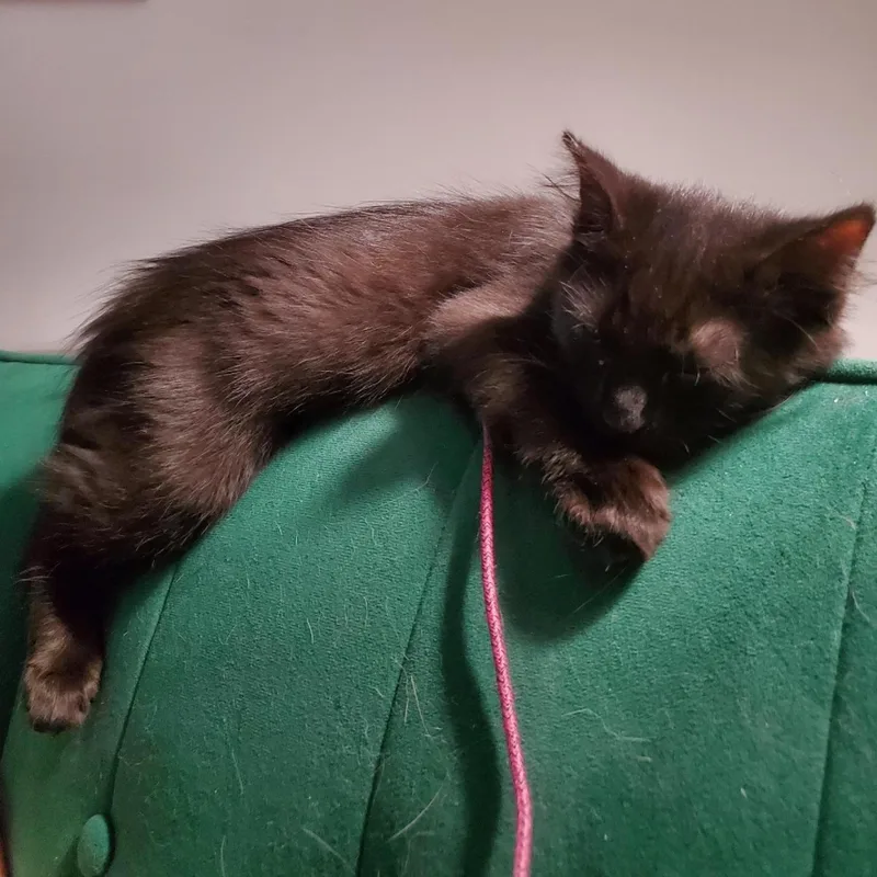 A baby small-sized male Black Domestic Short Hair cat named Victor Borge for adoption in Richmond, VA