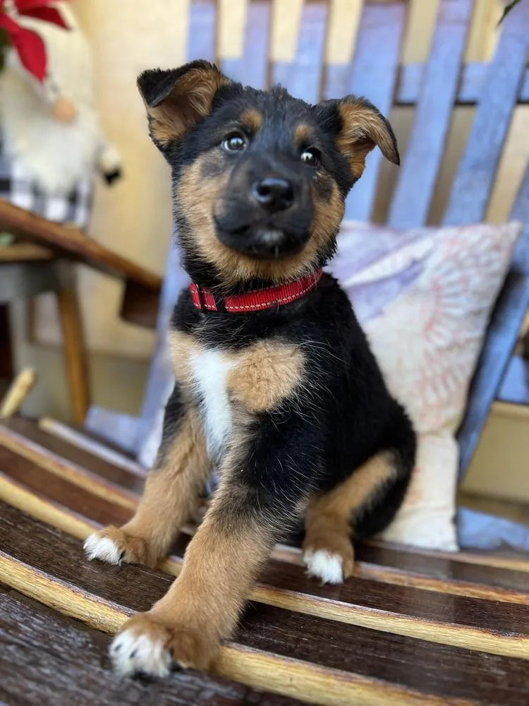 Zeus