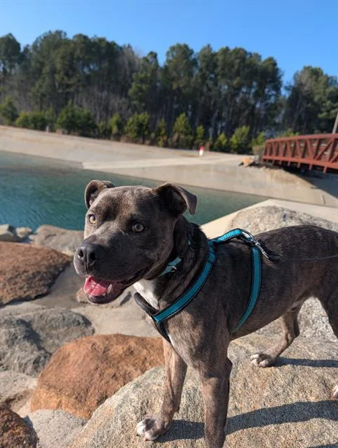 An adult medium-sized male Pit Bull Terrier dog named Blue for adoption in Charlotte, NC