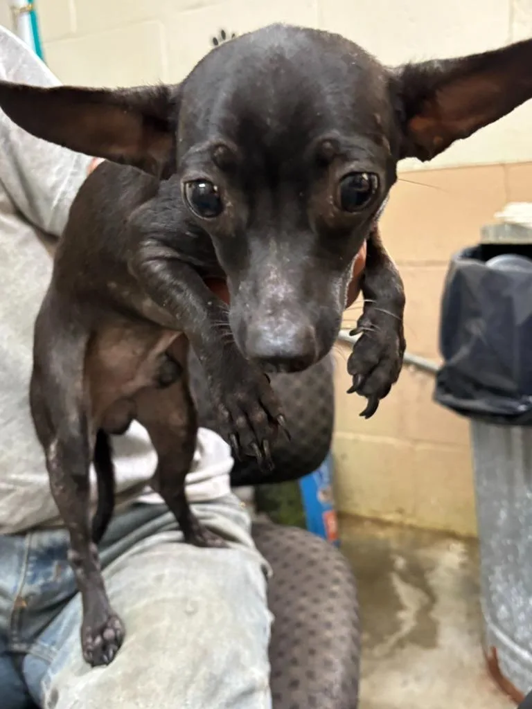 A young medium-sized male Chihuahua dog named Scooter for adoption in Swainsboro, GA