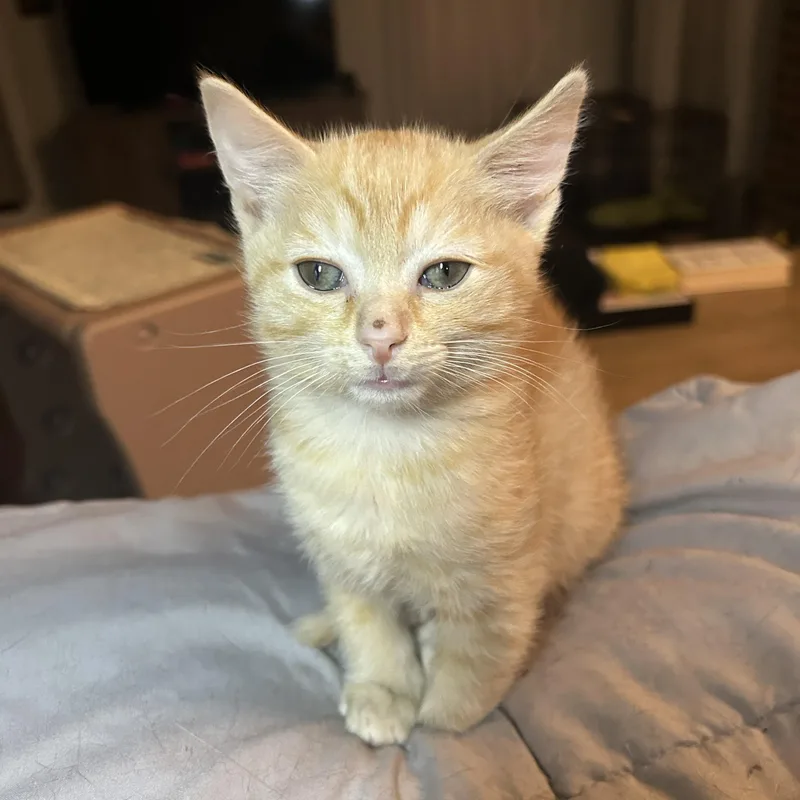 A baby medium-sized male Orange & White Tabby cat named Louis for adoption in Columbia, SC