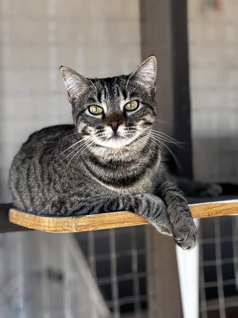 A young medium-sized male Tabby (Gray / Blue / Silver) Domestic Short Hair cat named Adam for adoption in Helendale, CA