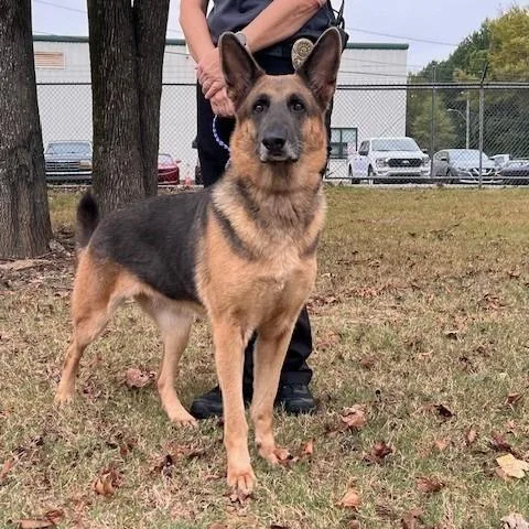 An adult small-sized female Black German Shepherd Dog dog named Pandora for adoption in Bartlett, TN