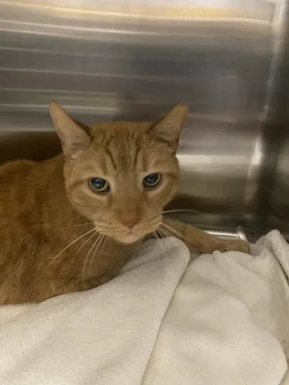 An adult medium-sized male Domestic Short Hair cat named Sunkiss for adoption in West Chester, PA