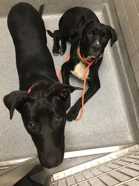 A young small-sized female Labrador Retriever dog named Olive for adoption in Tustin, CA