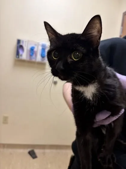 An adult small-sized female Domestic Short Hair cat named Beatrice for adoption in West Chester, PA