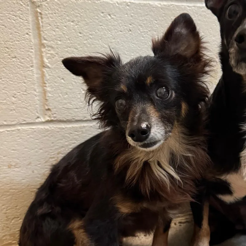 A senior small-sized male Black Chihuahua dog named Grizzly for adoption in Shinnston, WV