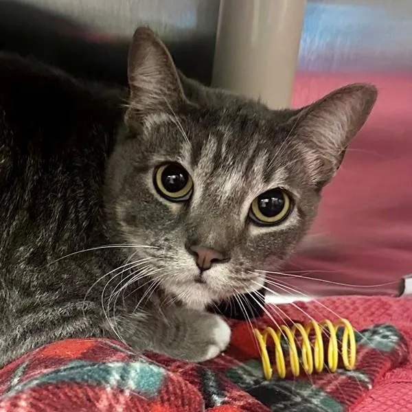 An adult small-sized male Domestic Short Hair cat named Miso for adoption in Walnut Creek, CA