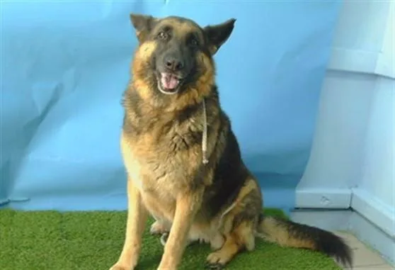 An adult large-sized female German Shepherd Dog dog named Sophie for adoption in Gardena, CA
