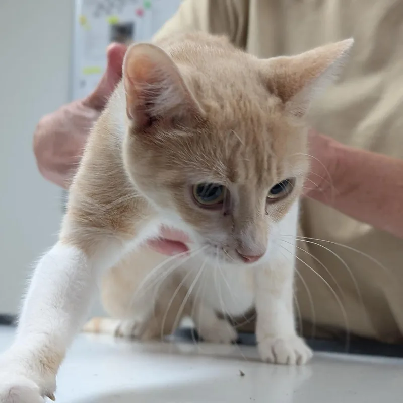 A young medium-sized female Buff / Tan / Fawn Domestic Short Hair cat named Leah for adoption in Canton, IL
