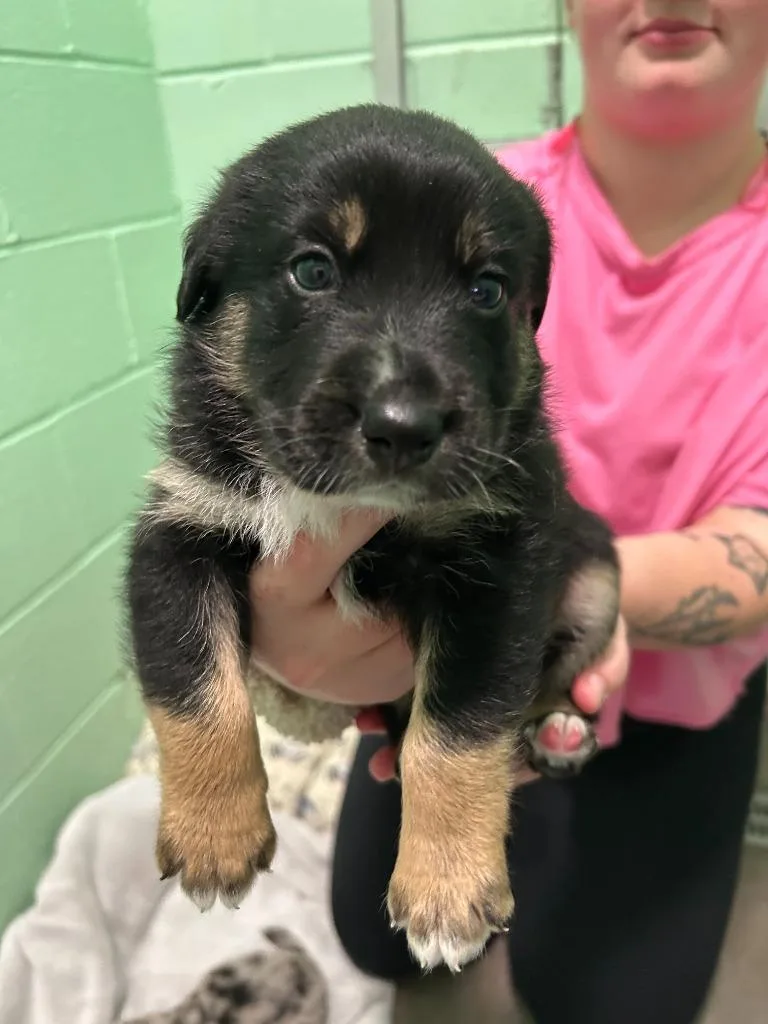 A baby large-sized male Australian Cattle Dog / Blue Heeler dog named Robin for adoption in Blountville, TN
