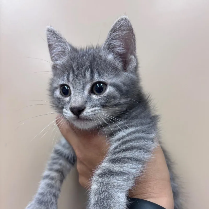 A baby small-sized male Gray / Blue / Silver Domestic Short Hair cat named Mike Wazowski for adoption in Santa Barbara, CA