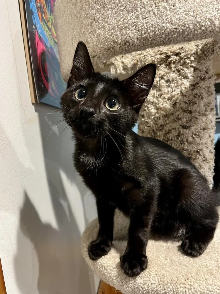A baby medium-sized male Black Domestic Short Hair cat named Darwin for adoption in Emerald Isle, NC