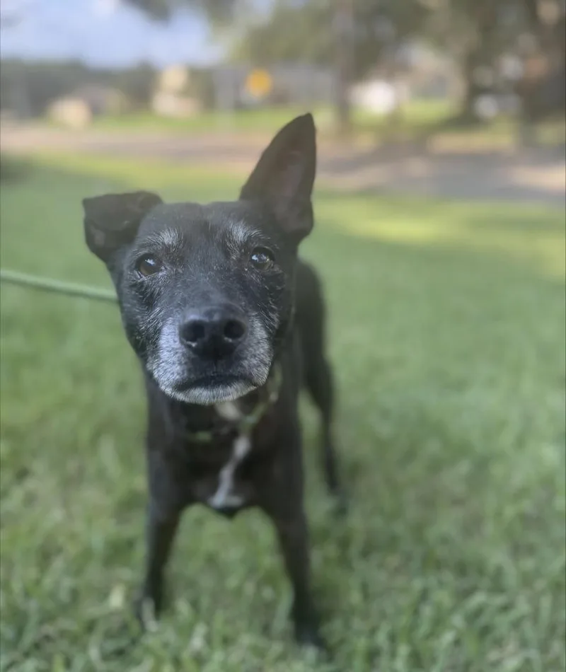 Augie