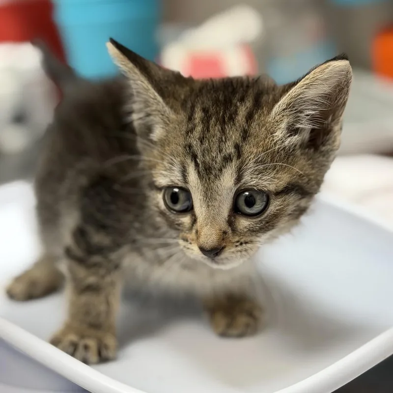 A baby small-sized female Brown / Chocolate Domestic Short Hair cat named Ravioli for adoption in Houston, TX