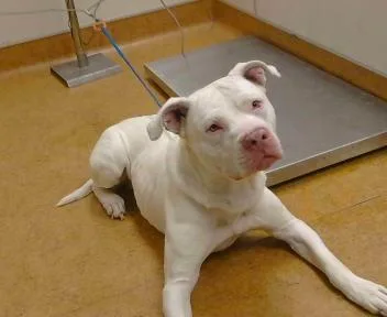 A young large-sized male Pit Bull Terrier dog named Stefan for adoption in Sacramento, CA