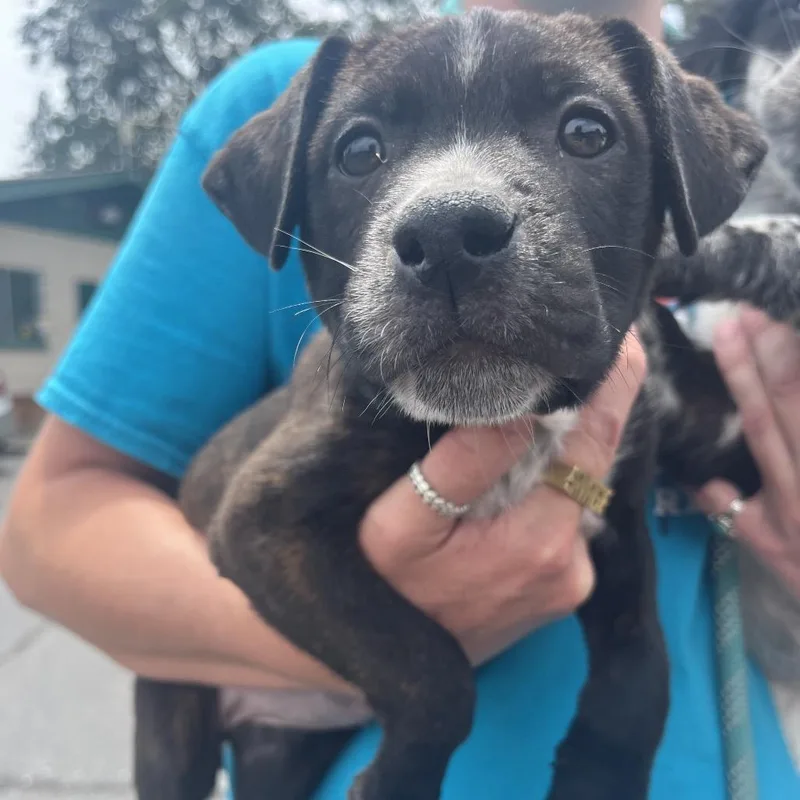A baby medium-sized female Brown / Chocolate Mixed Breed dog named Rosie for adoption in Ashland, OR