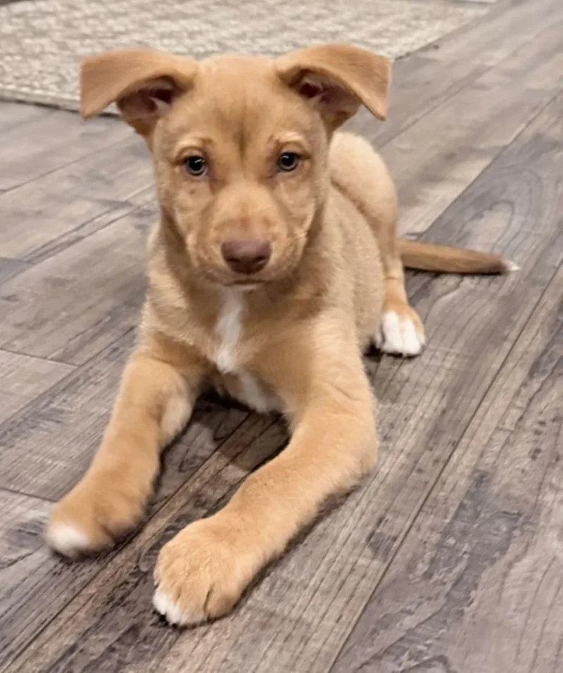 A baby medium-sized female German Shepherd Dog dog named Taylor for adoption in East Hartford, CT