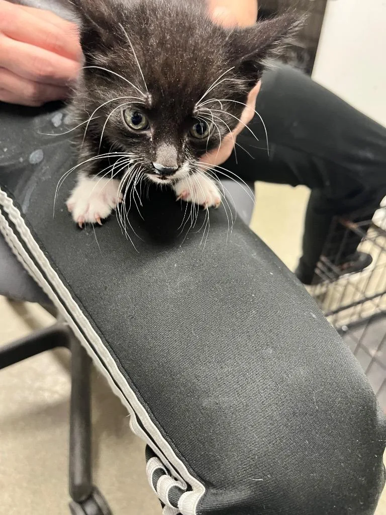 A baby small-sized male Domestic Short Hair cat named Jinx for adoption in Hopkinsville, KY